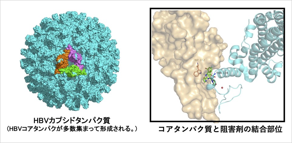 HBVカプシドタンパク質の構造と、阻害剤が結合している部位を計算予測する画像