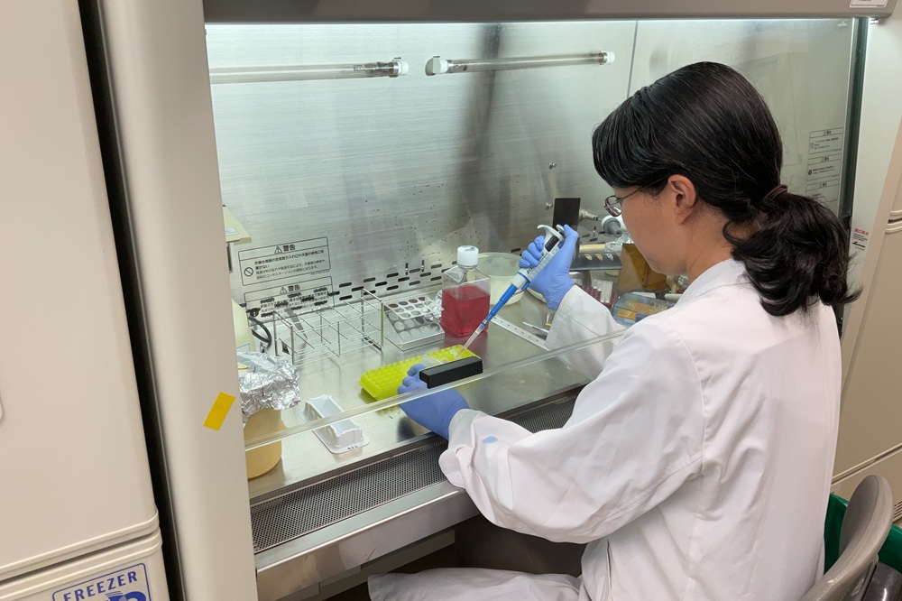 B型肝炎ウイルスを感染させた細胞に候補化合物を作用させ、ウイルス増殖が抑えられるのかどうかを試験します。ウイルスを使った実験は安全キャビネットとよばれる箱状の装置の中で安全に行います。