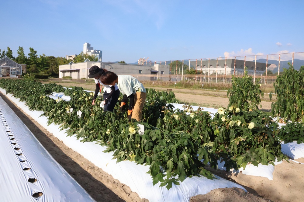 福井県立大学の圃場で栽培しているトロロアオイを授粉する様子