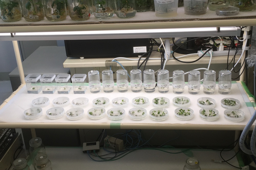 トロロアオイの培養風景