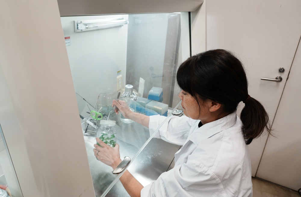 無菌で組織培養の作業をしている様子