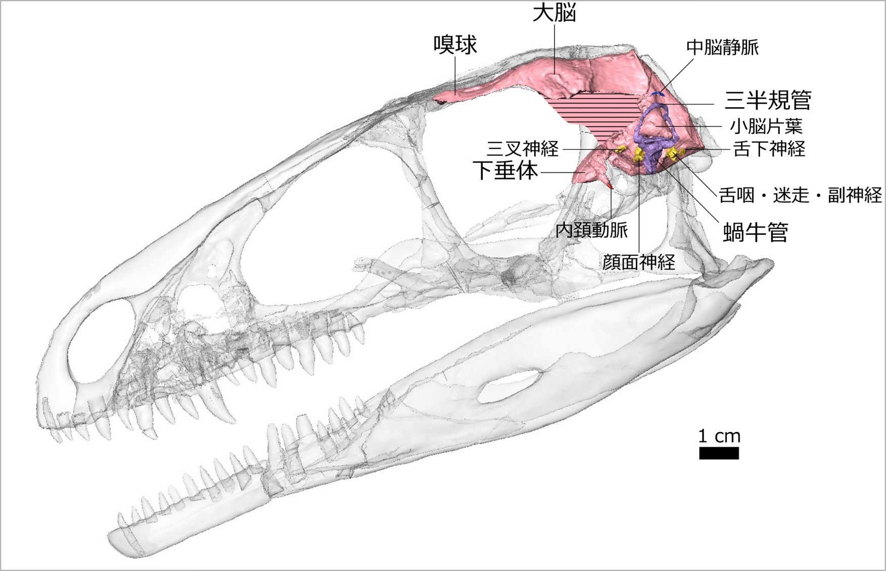 福井県から見つかった獣脚類恐竜フクイベナートルの頭骨と脳、内耳のCGモデル。フクイベナートルは私が初めて研究した恐竜。このようなCGはCTスキャンによって得られたデータから作られています。