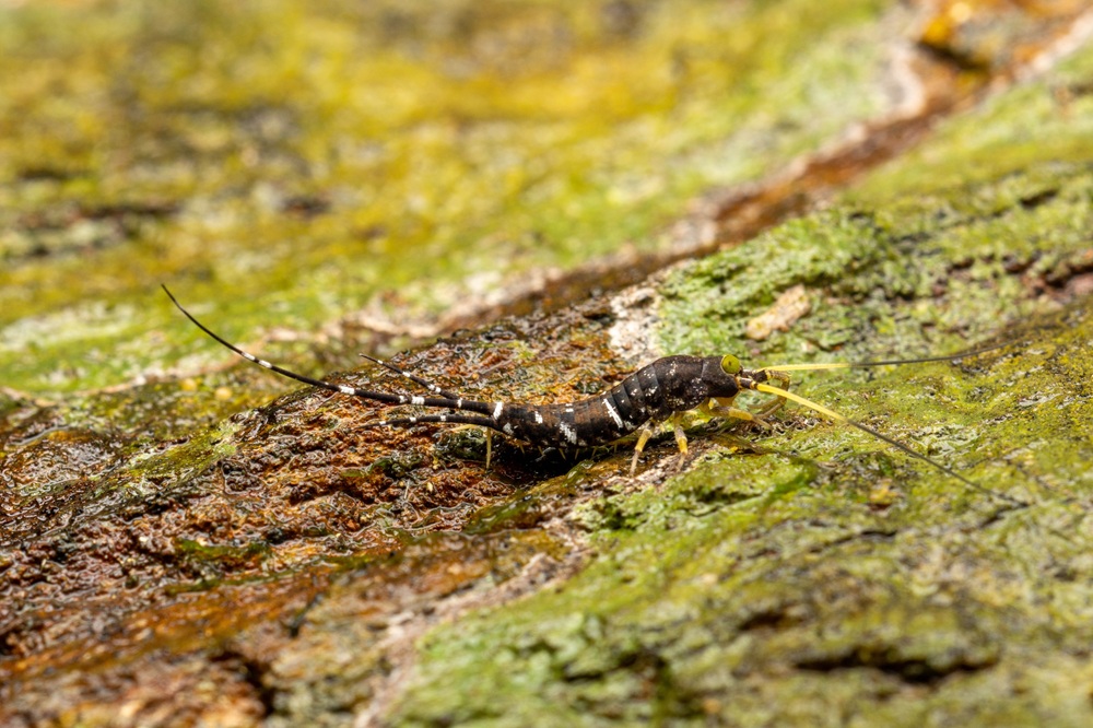 小学生時代からの研究対象であるニシキイシノミ