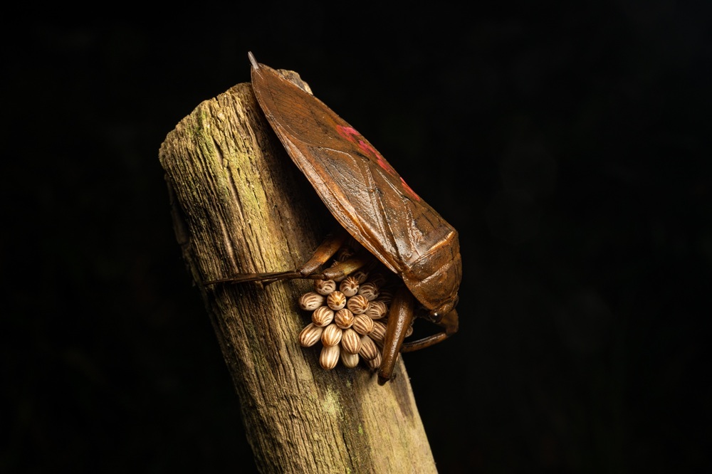 卵塊を守るタガメのオス
