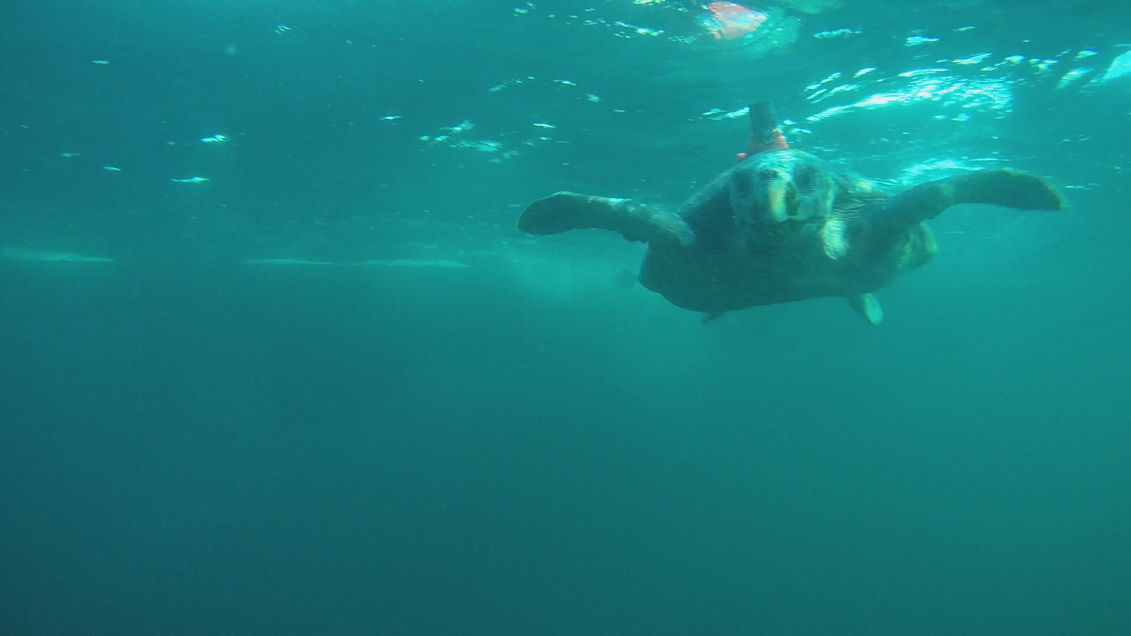 ウミガメのバイオロギング実験の様子です。背中に製作したセンサーが取り付けてあります。
（東京大学大気海洋研究所協力）