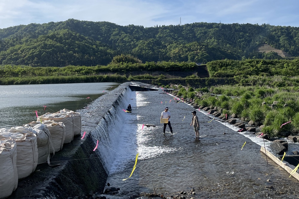 野外調査に出かけるときは、ただ魚を捕るだけではありません。県に特別採捕許可を申請し、対象の種類や数、調査区域や期間、方法、実施者などを記載した許可証を携帯します。さらに事前に水産試験場や漁協に相談し、漁師さんの営みを妨げず、地域の方々とのトラブルを避けるよう気を配りながら調査を行っています。