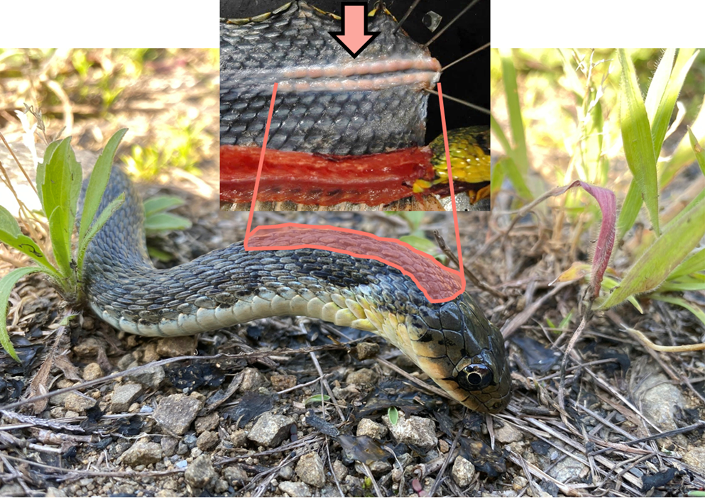 首を曲げて頸腺をアピールするヤマカガシと、皮膚の下に張り付いた頸腺