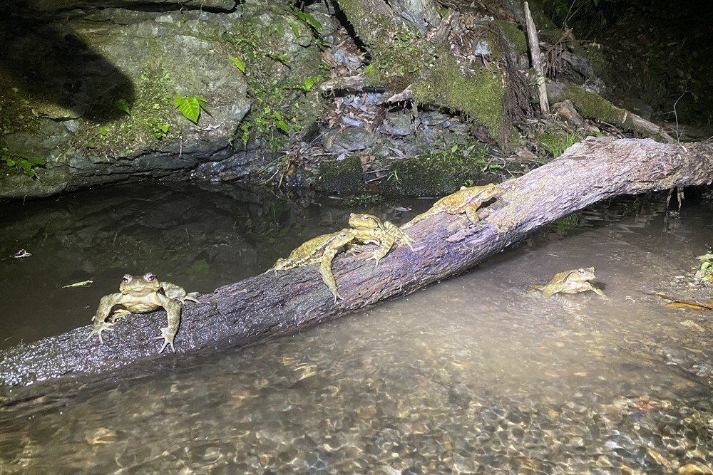 産卵期に渓流に集まるナガレヒキガエル