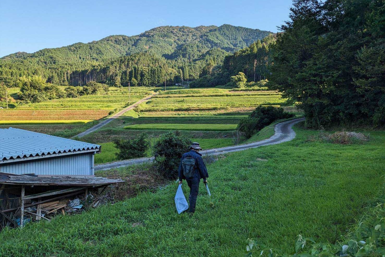 ヤマカガシ採集の様子