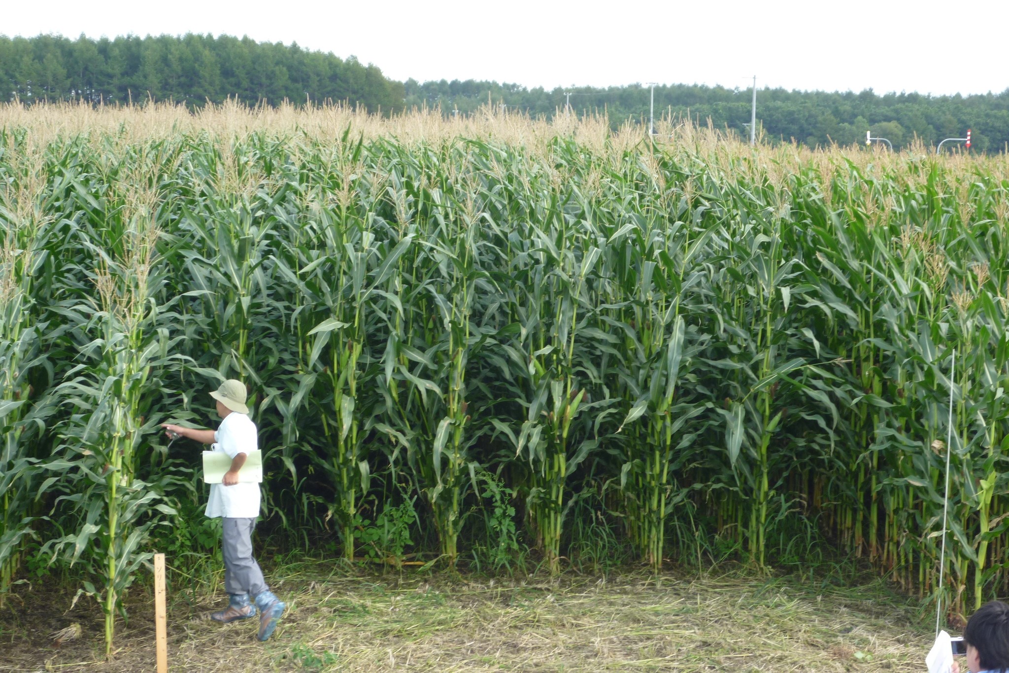 牛が食べる飼料用のトウモロコシです。高さは3mにもなります。大気中のCO<sub>2</sub> がトウモロコシの茎となり、葉となり、実となります。それを牛が食べて、血となり、肉となり、牛乳にもなります。