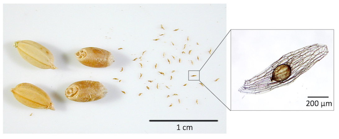 左から、イネ、コムギ、ラン（レブンアツモリソウ）の種子。ラン科植物の種子は非常に小さく、普通の種子が持つ養分貯蔵組織（胚乳や子葉）を持っていません。共生パートナーであるラン菌根菌が感染することでランの種子は発芽して成長していきます。