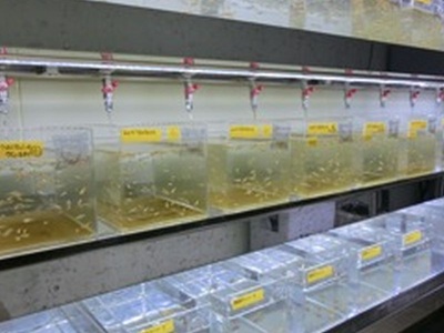 メダカ飼育施設