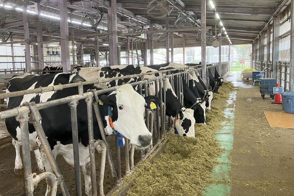 私たちの大学には乳牛がいないので、農業大学校や県の研究所と共同で牛乳の生産や栄養素の消化を調べています。大きな体の乳牛が相手なので、迫力満点です。