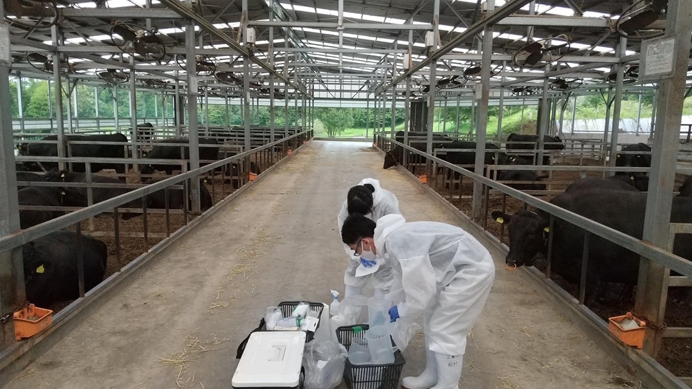 学生たちと農家さんを訪問して、肉牛の糞を集めて栄養素の消化を調べています。たくさんの黒毛和牛に圧倒されます。