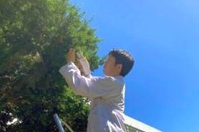 樹木の光合成の様子をクロロフィル蛍光測定によって分析しているところ。この測定のあと、実験室でタンパク質の機能を解析します。