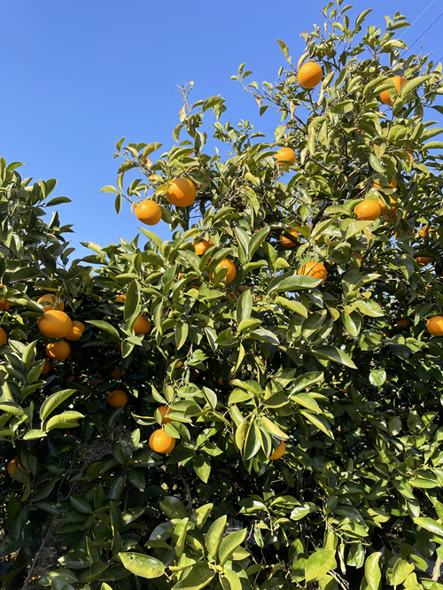 有機栽培基準で栽培されている八朔