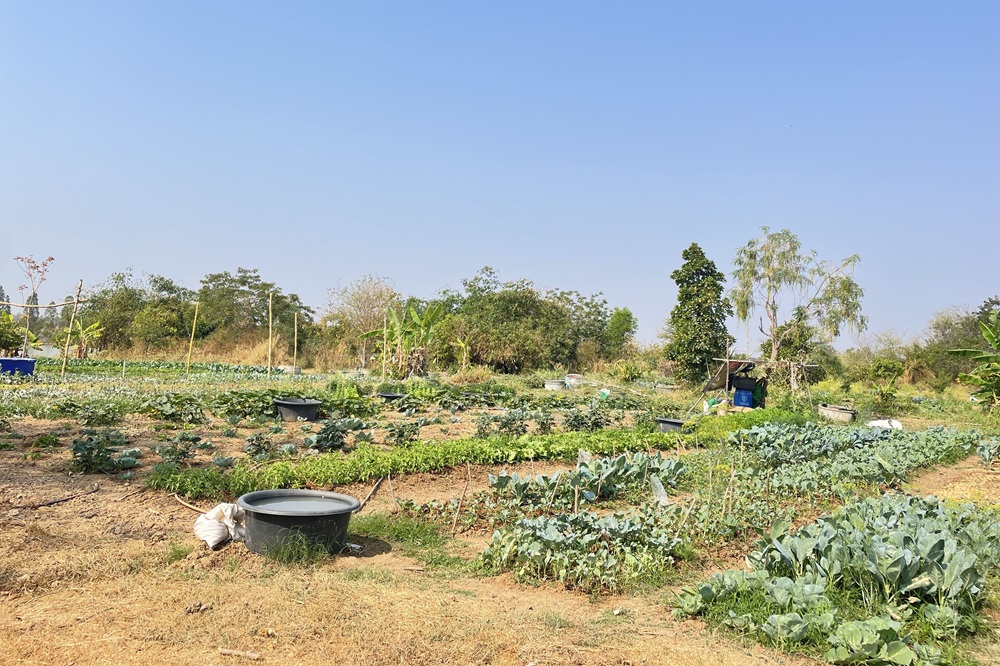 無農薬野菜栽培グループの農地（タイ東北部）