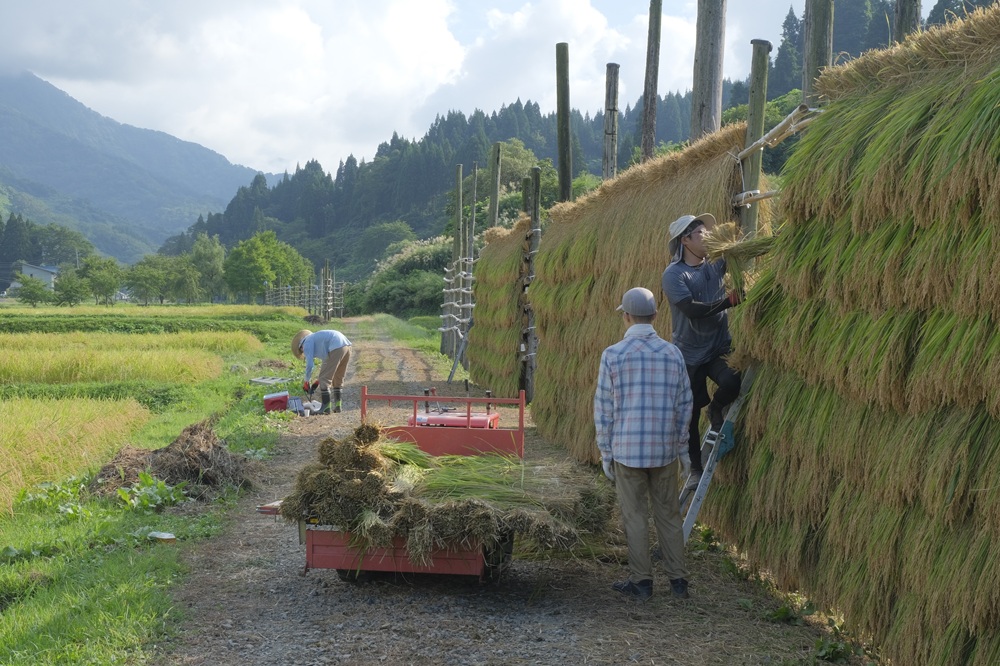 秋には稲刈りと稲架掛けを学生たちとお手伝いをしました。天日干しした美味しいお米を大学祭で販売しています。