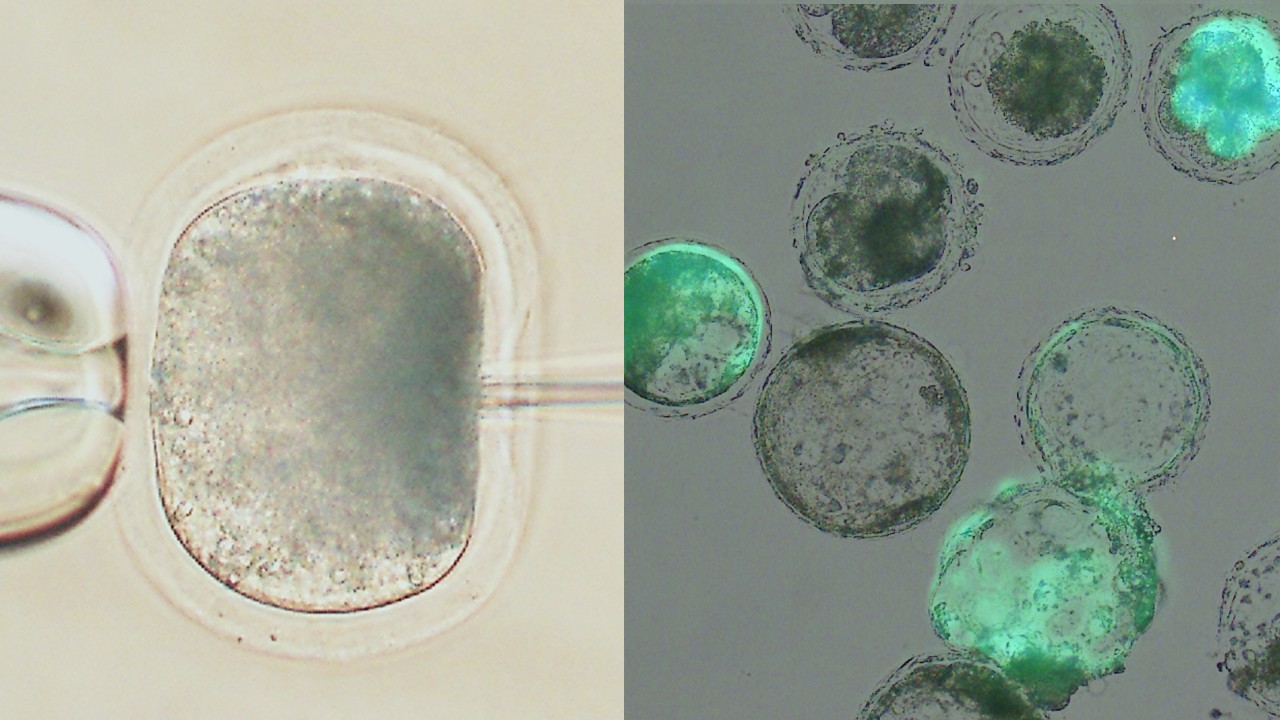 マイクロインジェクションで受精卵に緑の遺伝子（GFP）を入れています。
