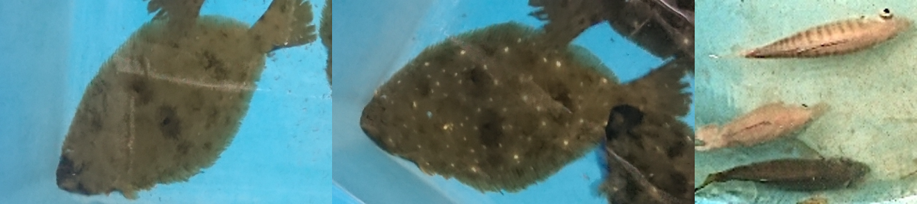 写真左はストレスがかかっていないヒラメ。中央の写真はストレスがかかったヒラメ。ストレス・興奮状態になると白斑が大きくなります。写真右はマアジ。上のマアジはストレスがかかり横縞が出ています。中央はストレスがかかっていません。下はストレスがかかりすぎて黒ずんでいます。このように、魚はストレスによって、模様を変えることを見出しました。