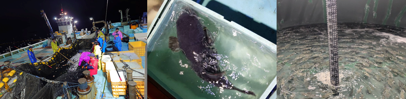 能登町内の定置網漁にお邪魔して欲しい魚（成熟トラフグメス）を入手します（写真左）。成熟トラフグメスを活かして大学まで輸送します（写真中央）。卵から孵化させて育てます。１尾のメスから1万尾以上の稚魚を生産します（写真右）。