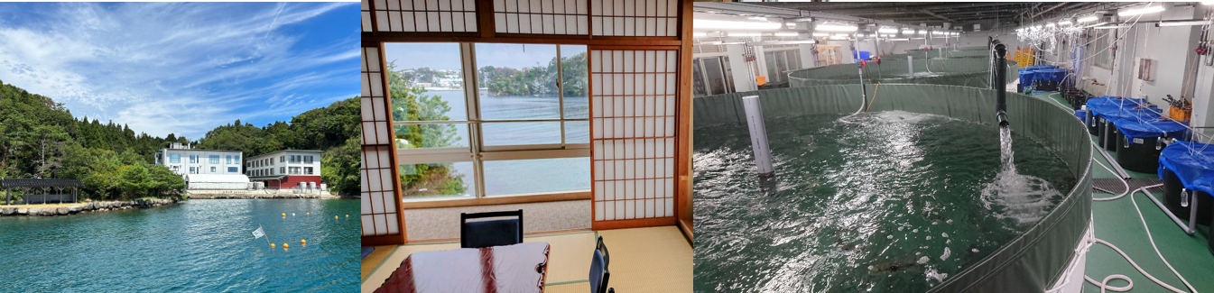 金沢大学能登海洋水産センターは日本百景九十九湾を臨む。目の前の海で、スズキ、マダイ、アオリイカやマダコなどが釣れます（写真左）。旧ホテルを改修した宿舎。和室と洋室があり、個室で、トイレバスが完備しています。学生やゲストが居住できます（写真中央） 。大型水槽を設置して、トラフグ、ヒラメ、ニジマスやアユなどを飼育しています（写真右）。
