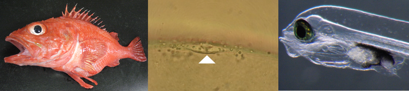 写真左は東北以北の太平洋側に生息する深海魚キチジ。中央の写真はキチジの受精の瞬間をとらえたものです。白矢印は、精子が入る卵門。卵門の周りは精子です。写真右は、キチジの仔魚。受精後80日までしか飼育できませんでした。現在は他の深海魚を用いた実験を試みています。
