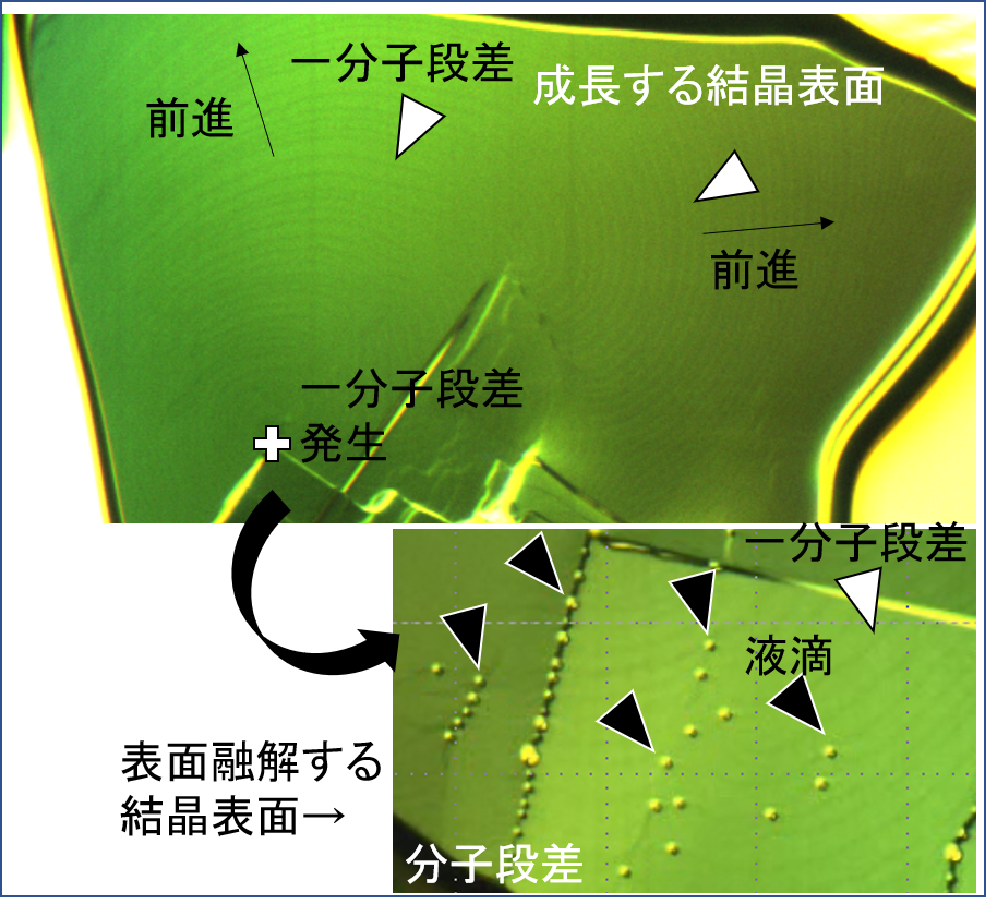 開発した高分解能光学顕微鏡で成長する結晶表面のステップと呼ばれる一分子段差（白矢印頭）を観察（上図）。一分子段差は矢印方向に前進する。融点直下で表面融解によって分子段差のエッジから液滴（黒矢印頭）生成（右下図）する。