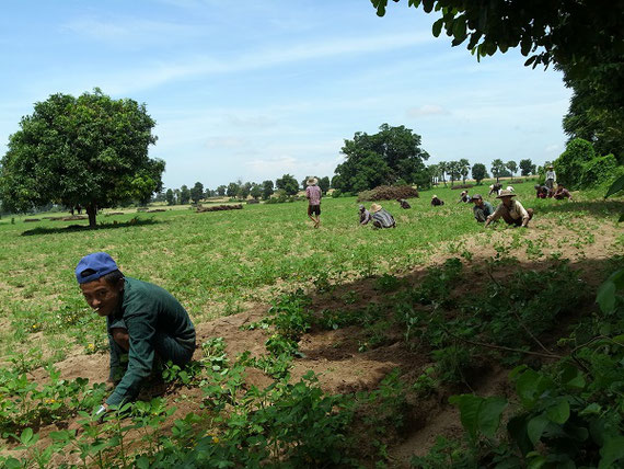 ミャンマーの農作業風景。彼らの知恵や技術から学ぶ研究。2017年撮影。