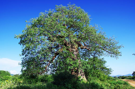 雨季のバオバブの木（2020年3月、阪本撮影）：タンザニアを含むアフリカの 半乾燥地では、バオバブがさまざまな形で活用されています。
