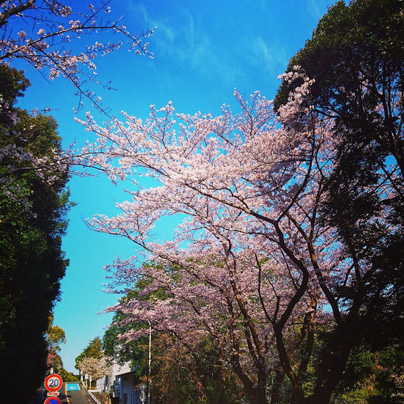 大学キャンパスの桜並木
