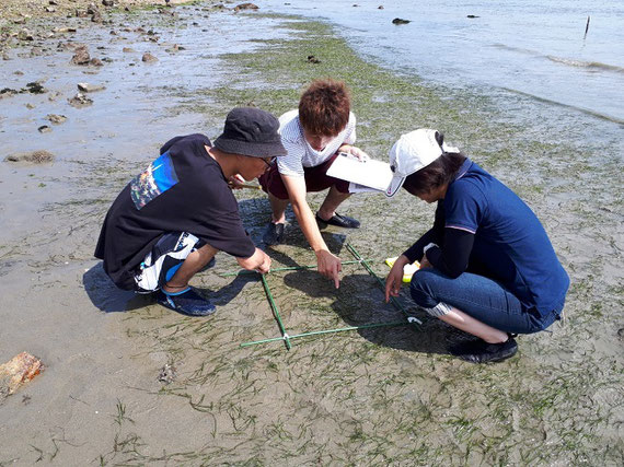 瀬戸内海沿岸干潟での藻場調査の様子