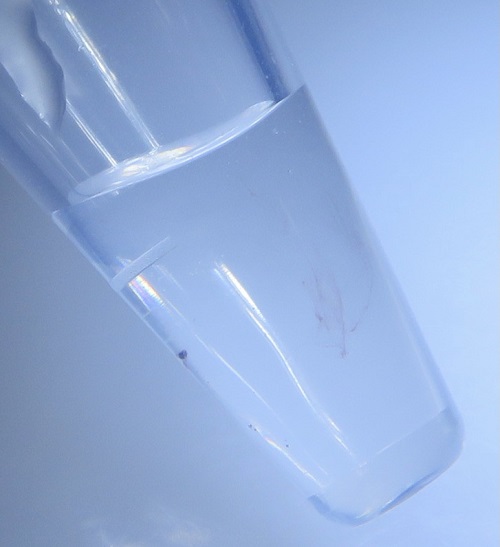 アスペルギルスの生殖器官である「閉子のう殻（中央左の黒い粒，直径約0.1 mm）」から配偶子（中央右の赤みを帯びたザラッとした部分）を取り出したところです。見えている溶液の体積は約0.1 mlで，閉子のう殻は肉眼で観察できます。