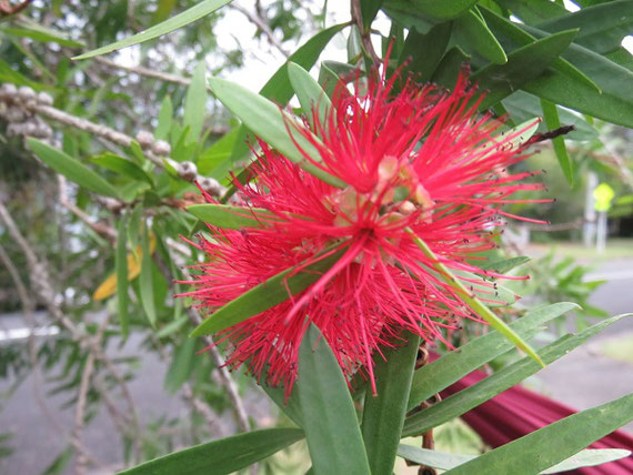 ニュージーランドでよく見かける街路樹の花
