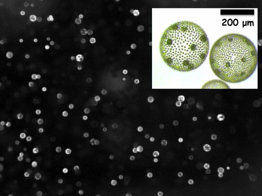 「ボルボックス：単純な要素から機能が生まれるしくみを探る」ボルボックスは緑藻の一種。数千個の細胞が1つの個体を形成することで、光に向かって泳ぐという機能が生まれます。