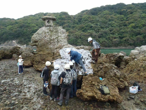 下田市の海岸で、津波石の調査。