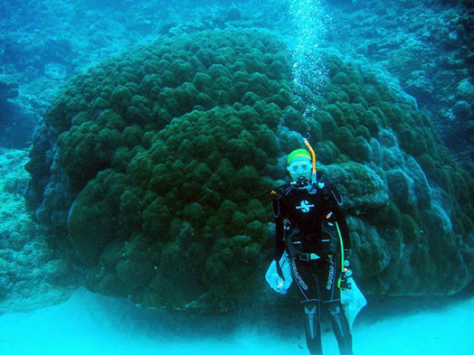サンゴ礁の海中調査風景。200才の大型サンゴと私。