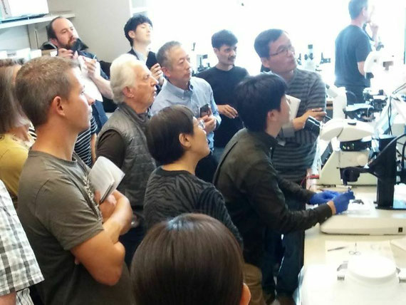アメリカで開催された技術講習会でゲノム編集マウス作製法を実演しているところ （ノーベル賞を受賞されたマリオ・カペッキ先生も見ています）