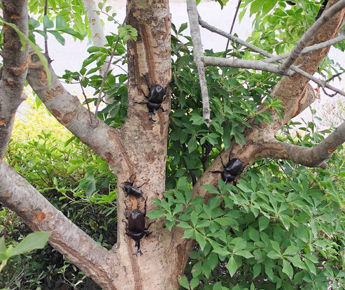 私が昆虫が好きなことから、知り合いの先生がカブトムシを撮って送ってくださいました。ご自身のお住いの裏の木にたくさんいたそうです。