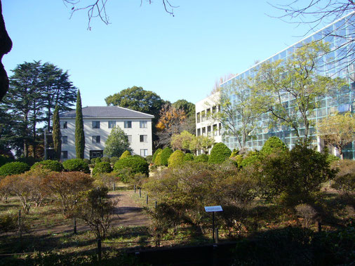 キャンパスの風景：研究室は千葉大学松戸キャンパスにあります。上野まで15分、信じられないくらい静かで穏やかな時間を過ごすことができます。