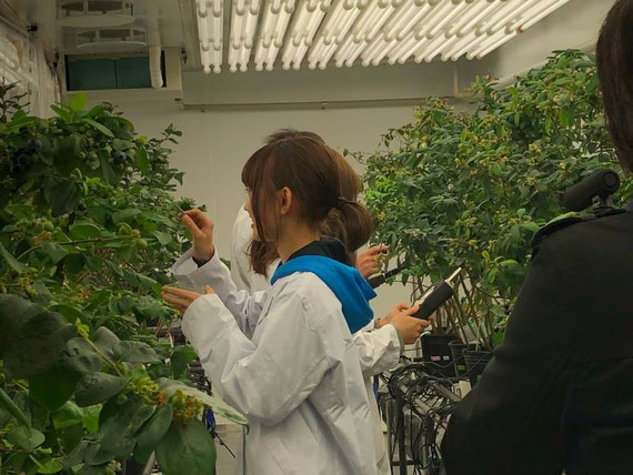 ブルーベリー工場（植物工場）で学生が計測している写真です。植物はブルーベリーです。