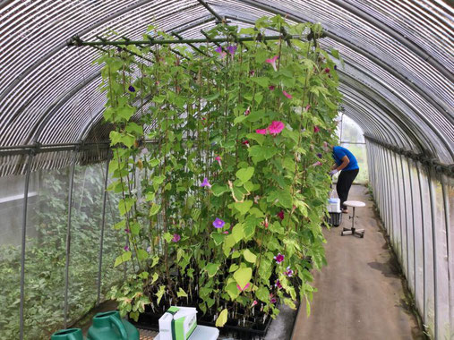 花の寿命や種子生産性に関わる遺伝子を見つけるため、網室で160種類のアサガオ系統を栽培