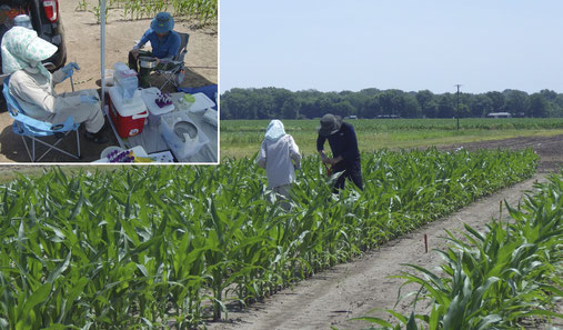 米国イリノイ州でのトウモロコシ試料の採取。博士研究員が畑から根を掘り取り、卒業生（企業研究員）と共にただちに保存液に浸ける作業を行なっている（左上）。日本に持ち帰り、菌根共生に関わる遺伝子の働きを調べる。
