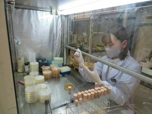 微生物を培養する学生（於：研究室）