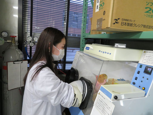 腸内細菌を培養するため、無酸素環境実験装置で実験する学生（於：研究室）