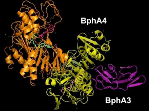 BphA4A3複合体の立体構造