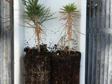 クロマツの成長には菌根菌が不可欠。クロマツの根に定着する（左）と、定着していないもの（右）に比べて生育が早いのがわかります。