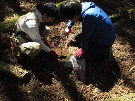 森の中での微生物調査 森の中に分け入り、目に見えない微生物を調べるために、樹木の根やその周辺の土壌を採取します。