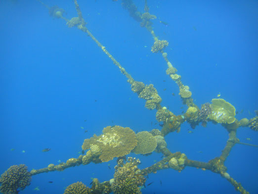 奄美大島クロマグロ養殖場生簀ロープで増殖するサンゴ礁