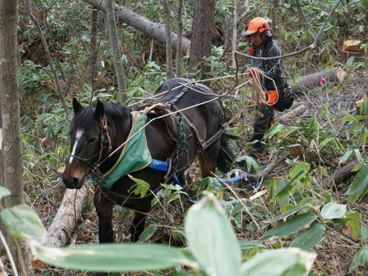 伐採した木を山から運び出す馬搬作業